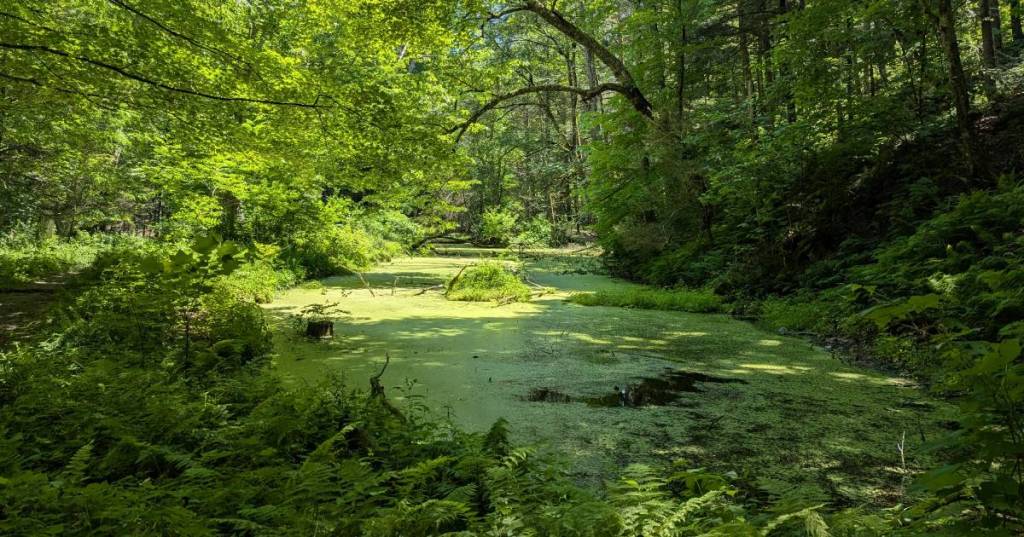 Pretty scenery on Bish Bash Trail from Copake Iron Works.