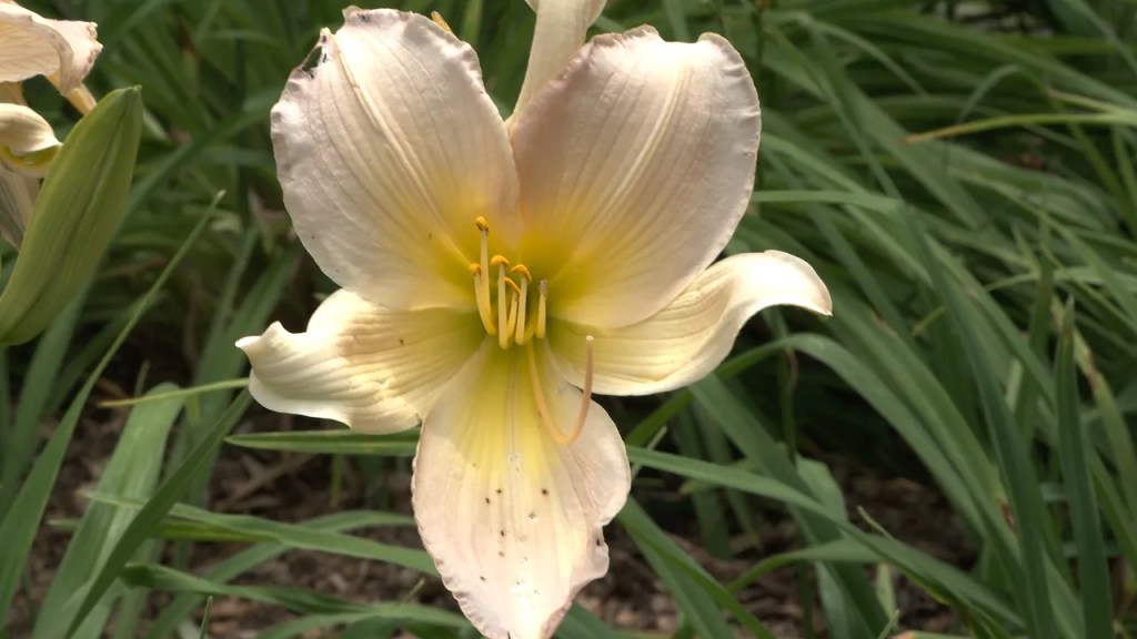 Close-up of Lily in Lily Park Schoharie, NY