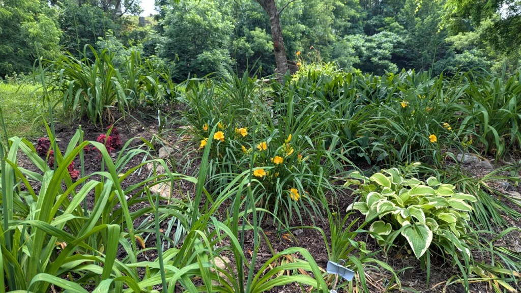 Hostas and flowers in Lily Park Schoharie, NY