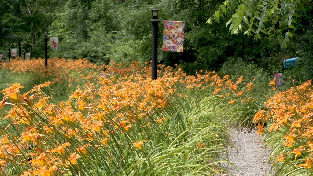 Lily Park Path, Schoharie, NY