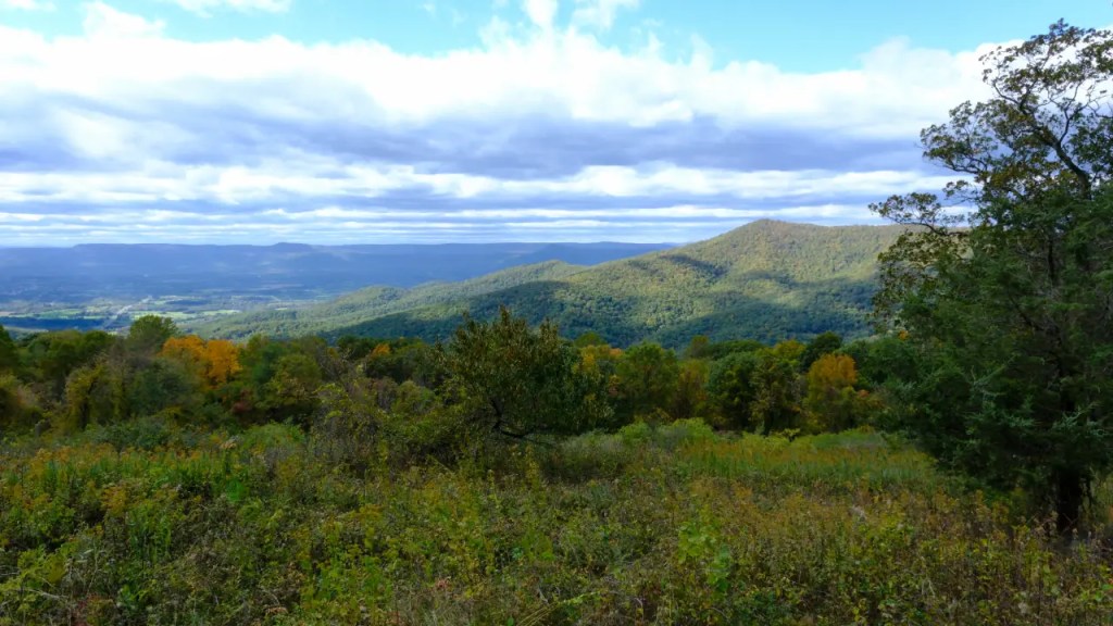View of Skyline Drive with Green Tree.