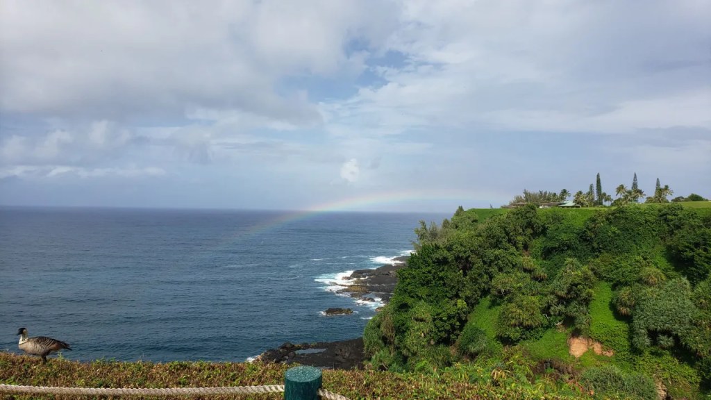 View of Queens Bath Kauai with Rainbow and Nene.