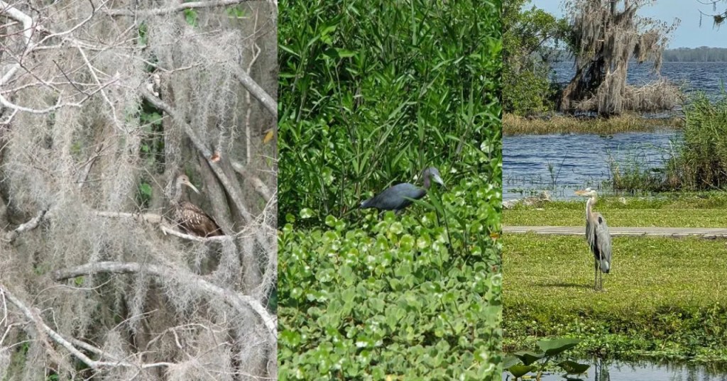 Blue Cypress Lake Heron Montage