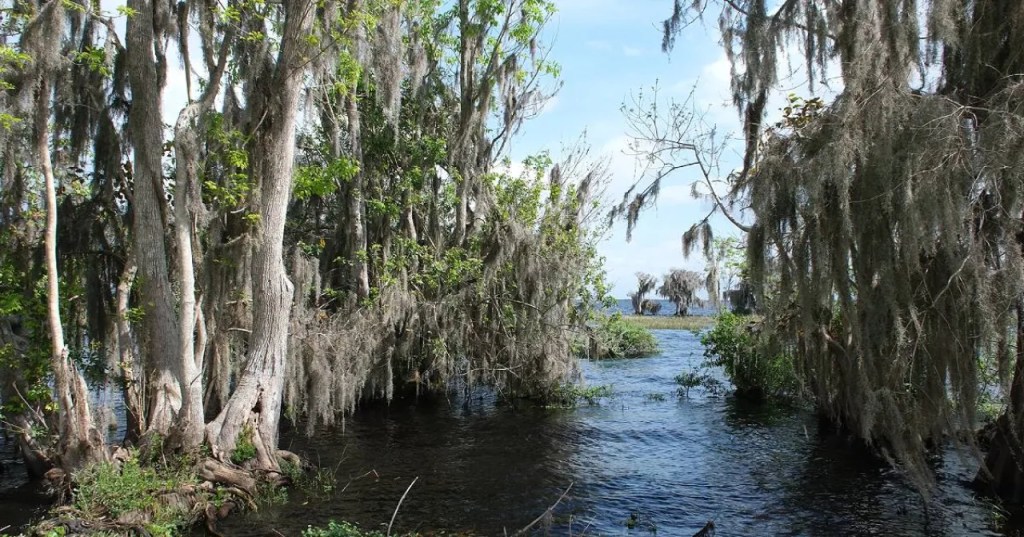 Blue Cypress Lake Trees