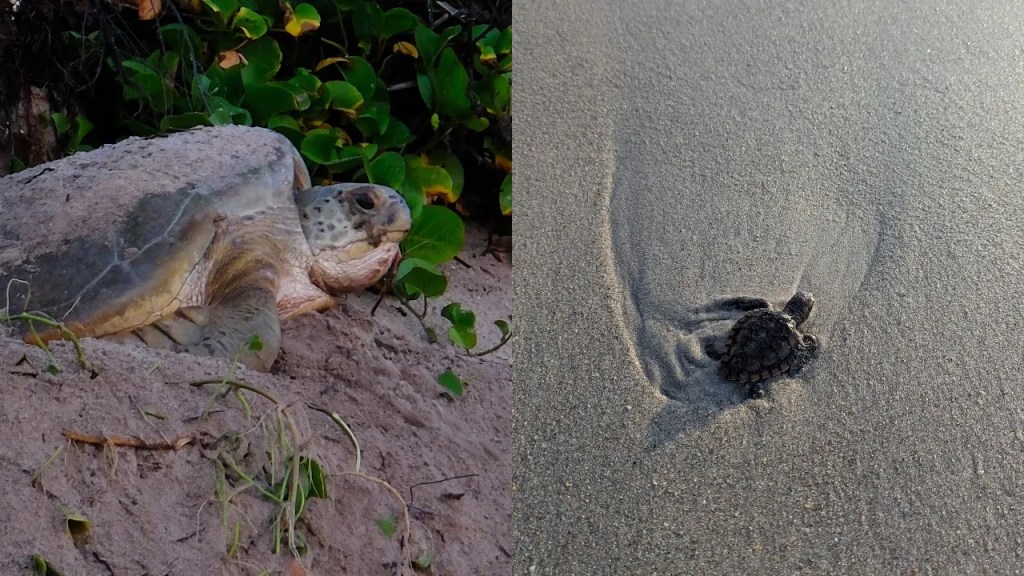 Turtles seen in Melbourne Beach Florida - Mom and Baby