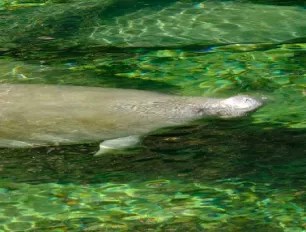 Manatees at Blue Spring State Park