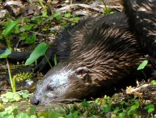 River Otter