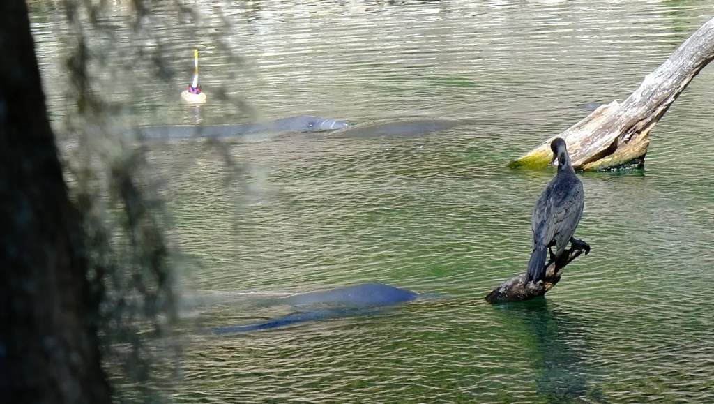 Cormorant gazing at manatee