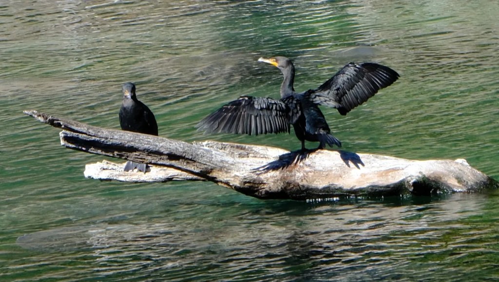 Cormorant drying its wings.