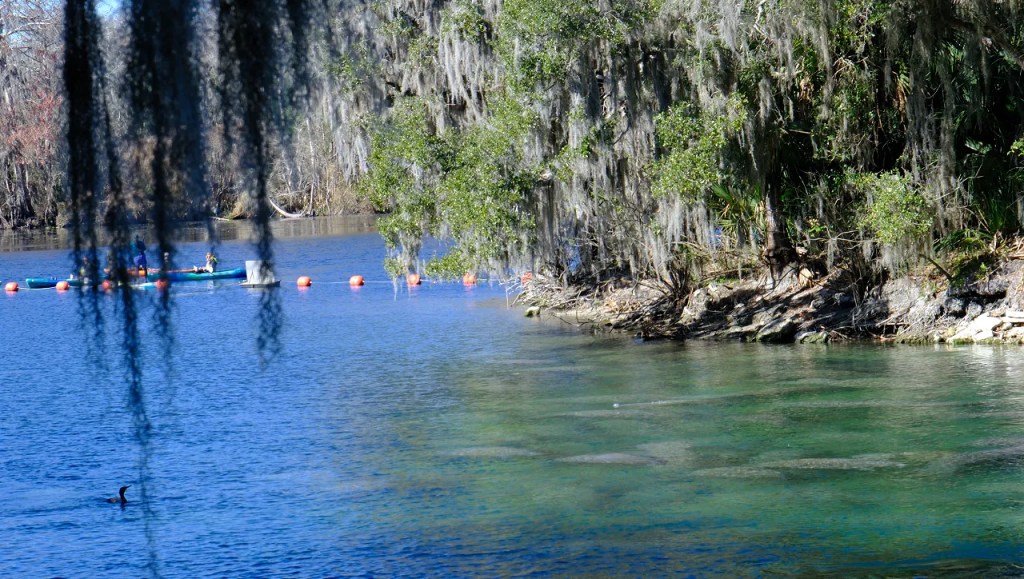 Blue Spring Park with view of kayakers and manatees