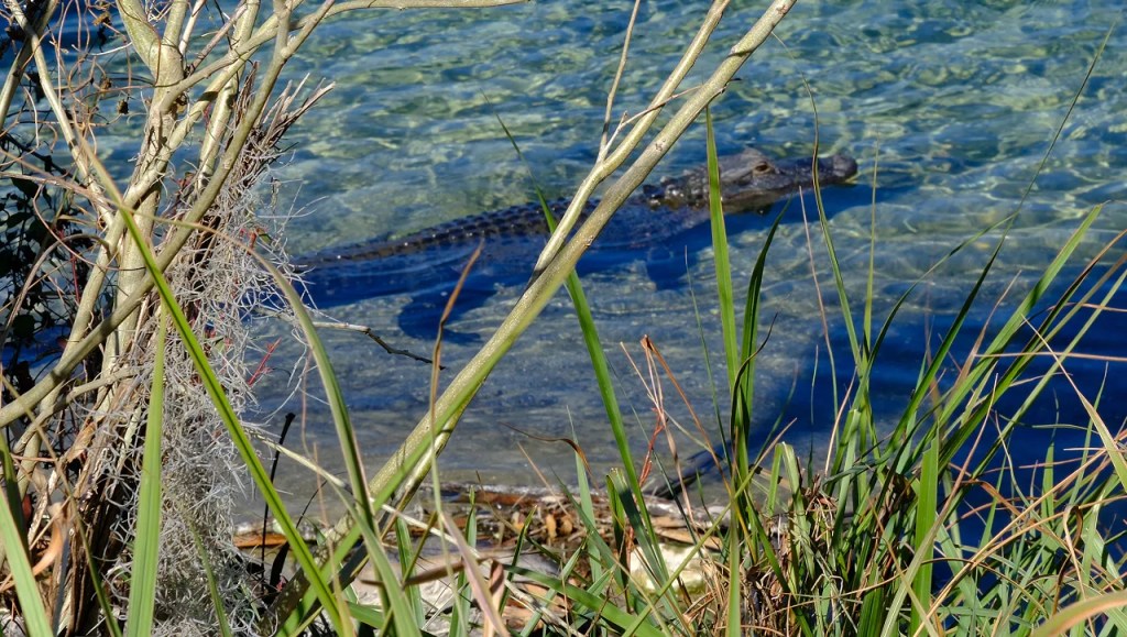 Aligator at Blue Spring Park