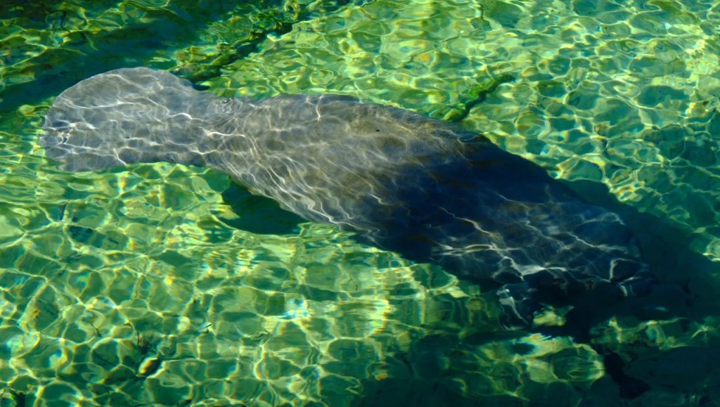 Manatee in the Blue Spring Park Florida