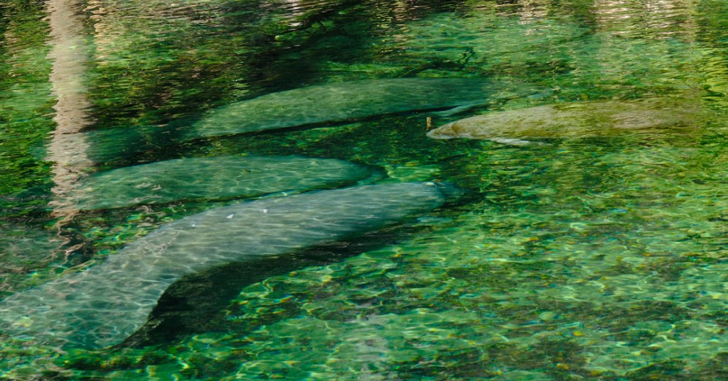 Blue Spring State Park Guide: See 800+ Manatees in&nbsp;Winter