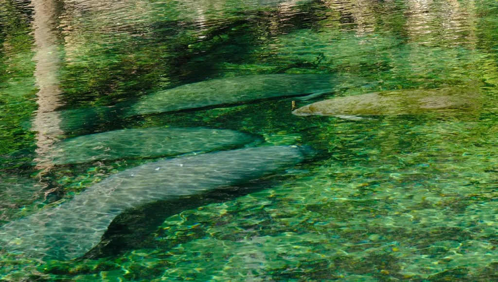 Group of manatees in the Blue Spring Park Florida
